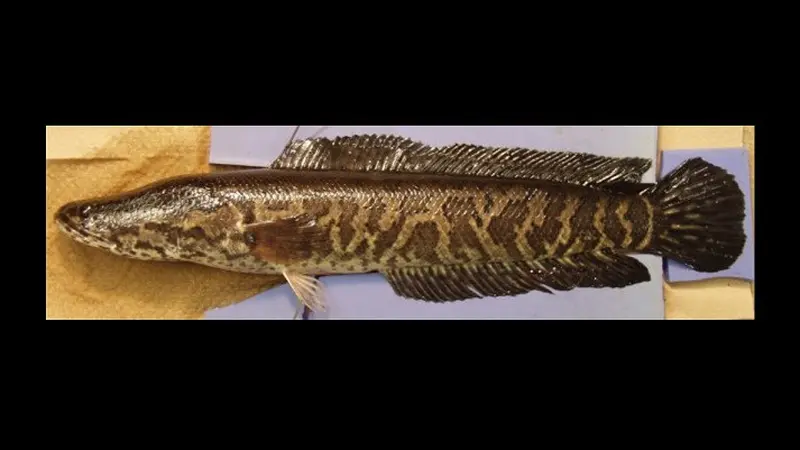 Northern snakehead atau ikan gabus utara. (Dok. Survei Geologi Amerika Serikat)