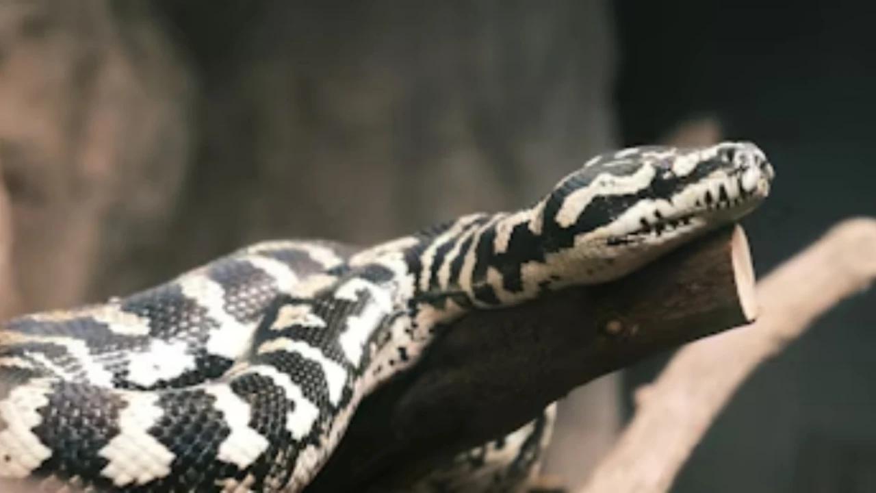 6 Ciri Ular Pemanjat Pohon yang Sering Muncul di Pekarangan, Waspadai Kehadirannya