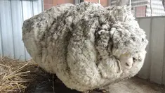 Seekor domba liar yang tersesat di Canberra, Australia memiliki bulu yang sangat tebal, Rabu (3/9/2015). Menurut RSPCA, lembaga perlindungan hewan di Australia, bulu yang dicukur dari domba tersebut beratnya adalah 40,45 kg. (REUTERS/RSPCA)
