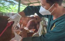 Jelang Idul Adha, Enam Sapi di Semarang Terpapar PMK dan Diisolasi