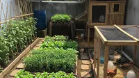 8 Cara Mengatur Sistem Kebun Sayur dan Ternak yang Saling Menguntungkan, Hemat dan Produktif