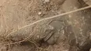 Reruntuhan patung makhluk bersayap yang dihancurkan ISIS di situs kuno Nimrud. selatan Mosul, Irak, (16/11). Situs kuno Nimrud menyimpan berbagai patung-patung makhluk bersayap yang beraada di depan pintu gerbang istana. (REUTERS/Ari Jalal)