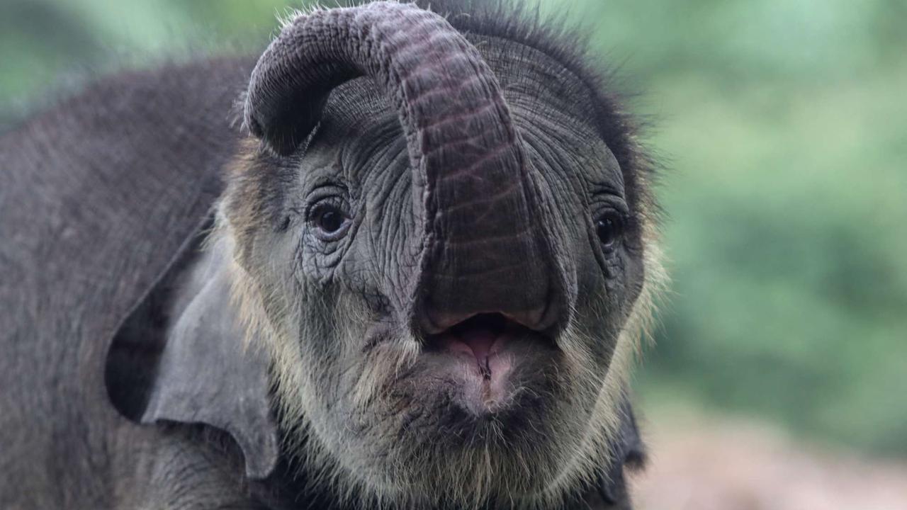 Bayi gajah dua bulan tersesat di permukiman warga