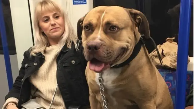Menggemaskan tapi Bikin Melongo, 10 Anjing Ini Lebih Besar dari Tuannya