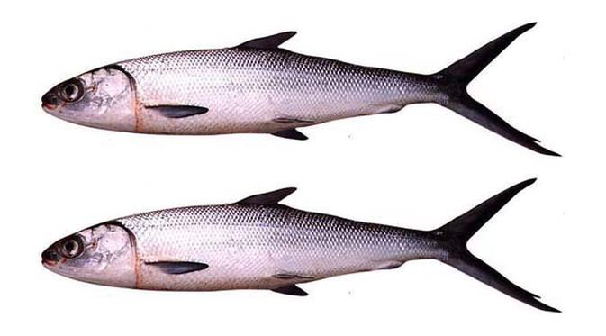 95 Koleksi Ikan Air Laut Yang Bisa Dimakan Gratis