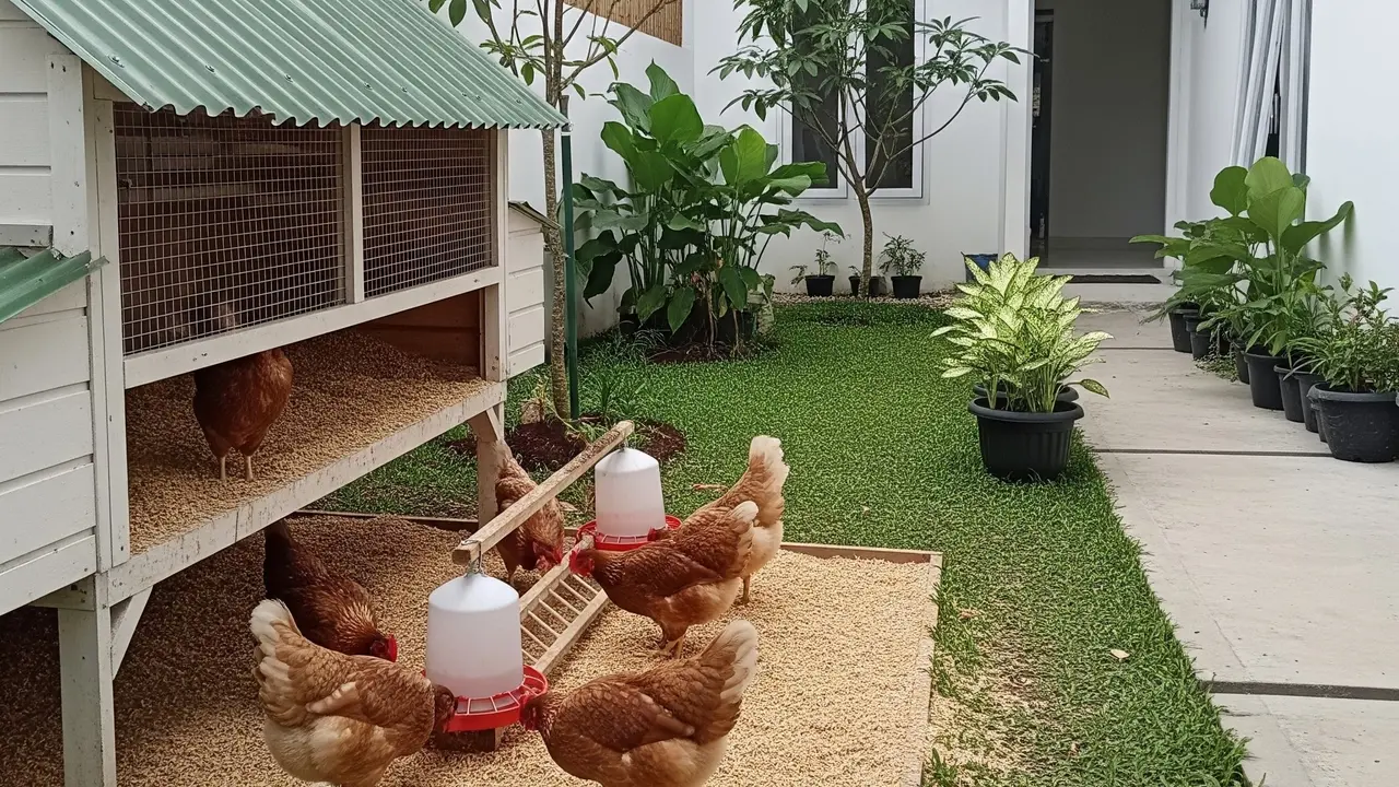 6 Ide Kandang Ayam yang Mudah Dibersihkan, Kunci Kesehatan Unggas
