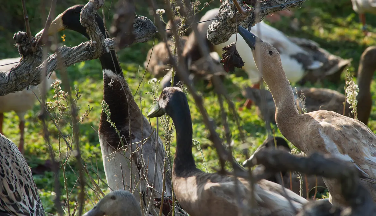 Ribuan bebek dikerahkan untuk membasmi siput dan hama kebun anggur di Vergenoegd, Afrika Selatan (10/6). Bebek ini sengaja dilatih untuk dapat membasmi hama kebun anggur. (AFP PHOTO/Rodger Bosch)