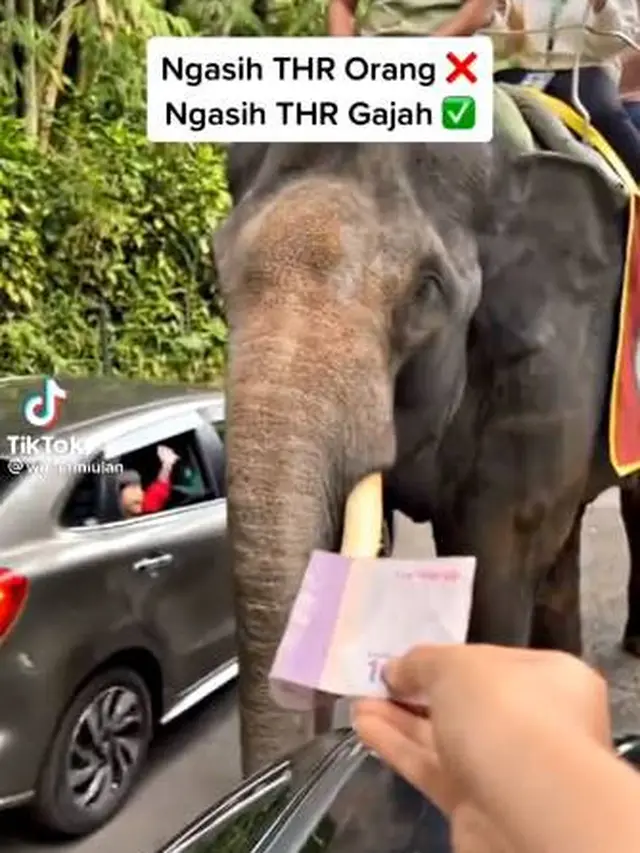 Aksi Pintar Gajah Dapat THR dari Pengunjung Ini Bikin Netizen Heran