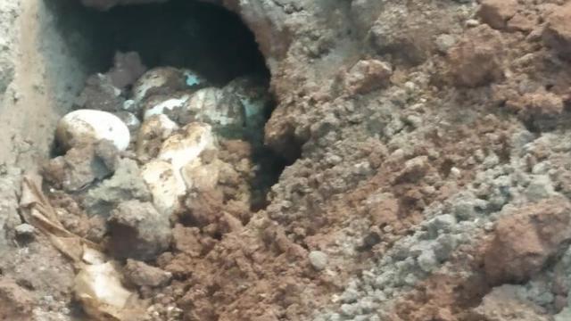 20 Telur Ular Kobra Ditemukan di Rumah Warga Bekasi News 