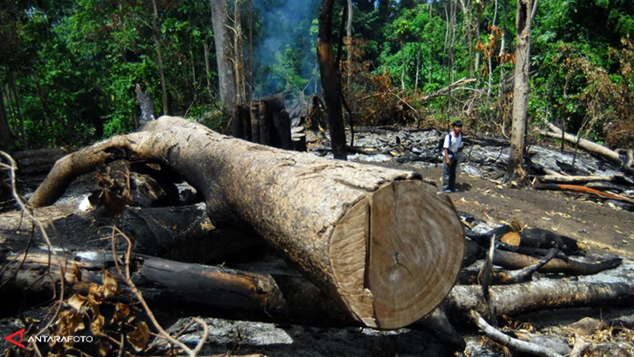 hutan-131027b.jpg