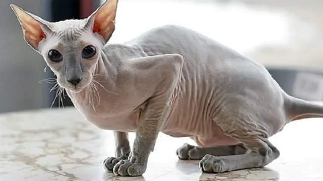 Kucing Peterbald