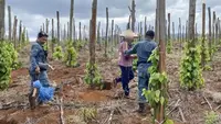 Kemenhut Bongkar Jual Beli Garapan di Hutan Lindung, 3 Orang Tersangka