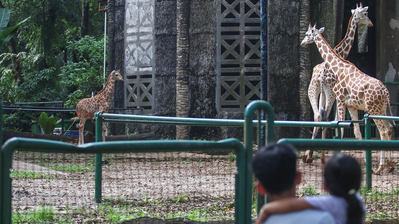 Rajaka, anak jerapah di Taman Margasatwa Ragunan