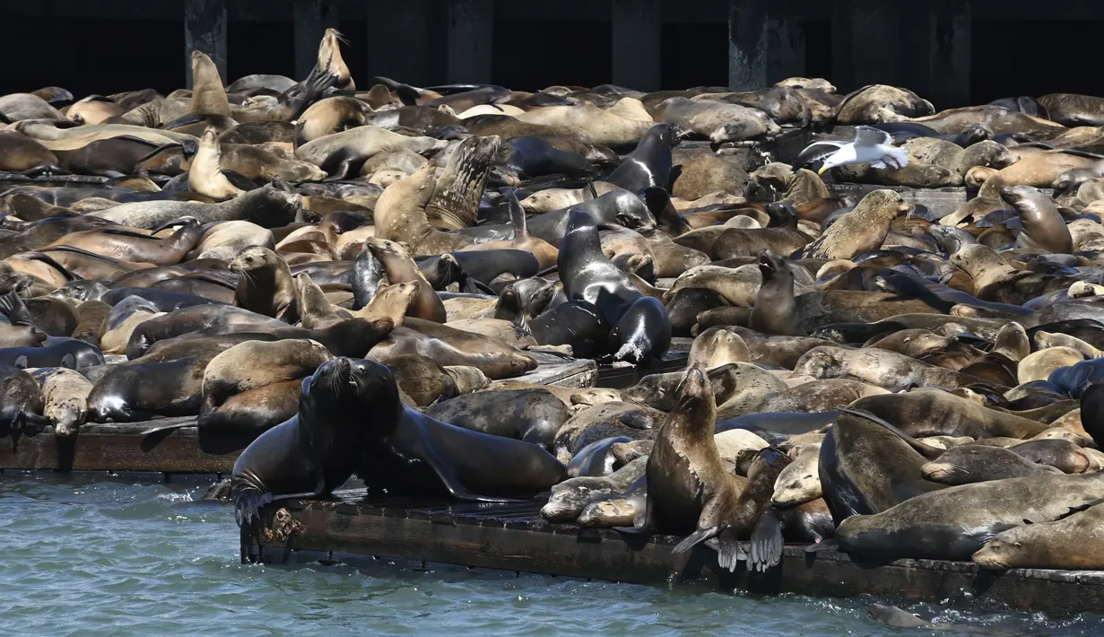 Ratusan singa laut berkumpul di dermaga Pier 39, San Francisco pada  30 April 2024. (Yuri Avila/San Francisco Chronicle via AP)