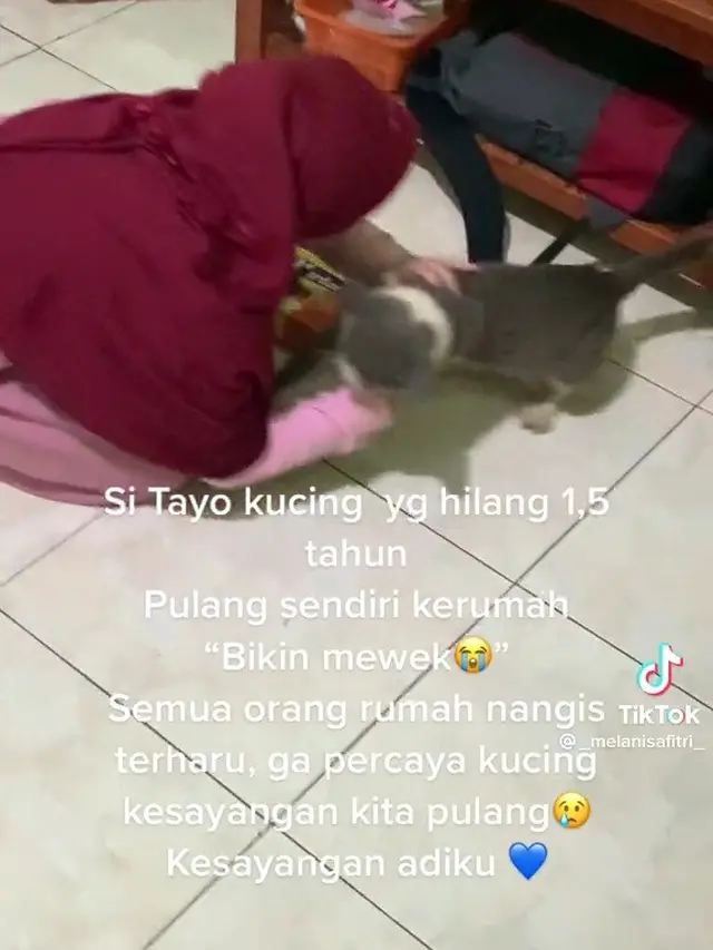Pertemuan kucing dengan pemiliknya