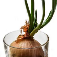 Ilustrasi daun bawang (source: pixabay/monicore)