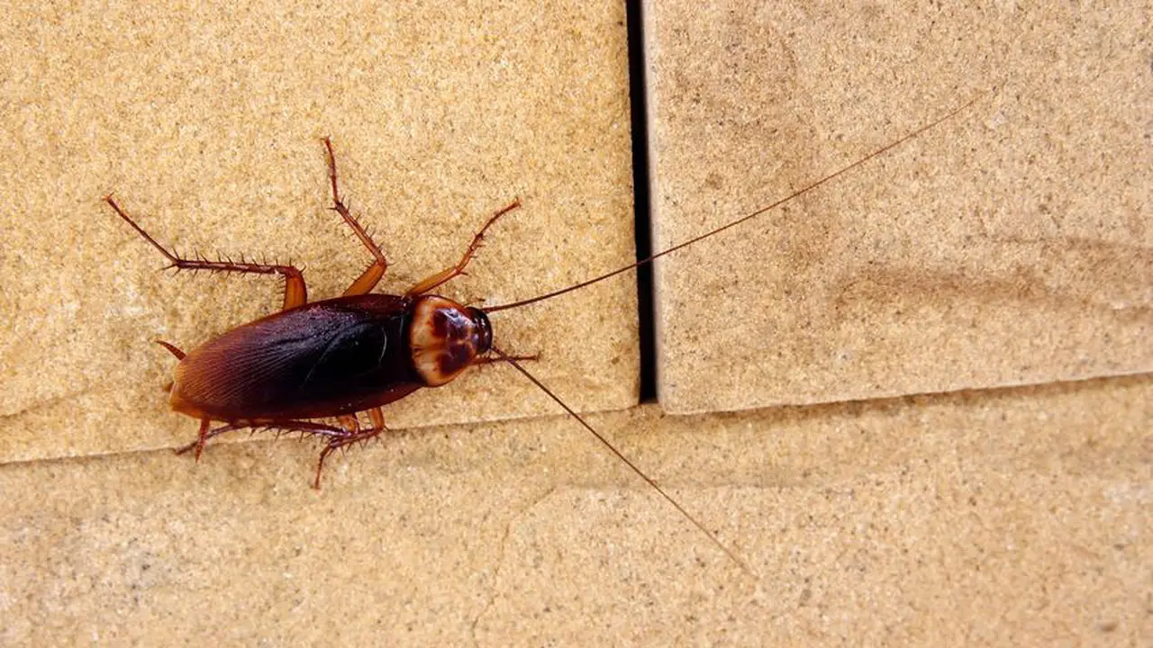 Benarkah Infeksi Cacing Disebarkan Melalui Kecoa?