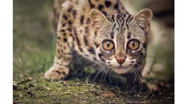 6 Kucing Asli Indonesia Ini Terancam Punah