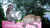 Dua ekor monyet milik Kebun Penangkaran Hewan Pemkot Surabaya dilepas oleh petugas Wana Wisata di kawasan Konservasi Hutan Magrove Wonorejo Surabaya. (Antara)