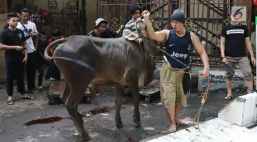 Petugas membawa hewan kurban untuk dipotong di Masjid Sunda Kelapa, Jakarta, Jumat (1/9). Panitia kurban Masjid Sunda Kelapa menerima sebanyak 10 ekor sapi dan 46 ekor kambing untuk dibagikan kepada yayasan dan warga. (Liputan6.com/Immanuel Antonius)