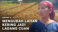 Air bersih selalu jadi barang langka saat musim kemarau tiba. Di Sikka, NTT, warga harus melubangi tanah dengan tangan kosong untuk mendapatkan air. Lain lagi di Ciamis, kondisi danau yang mengering dimanfaatkan petani untuk menyulap lahan yang kerin...