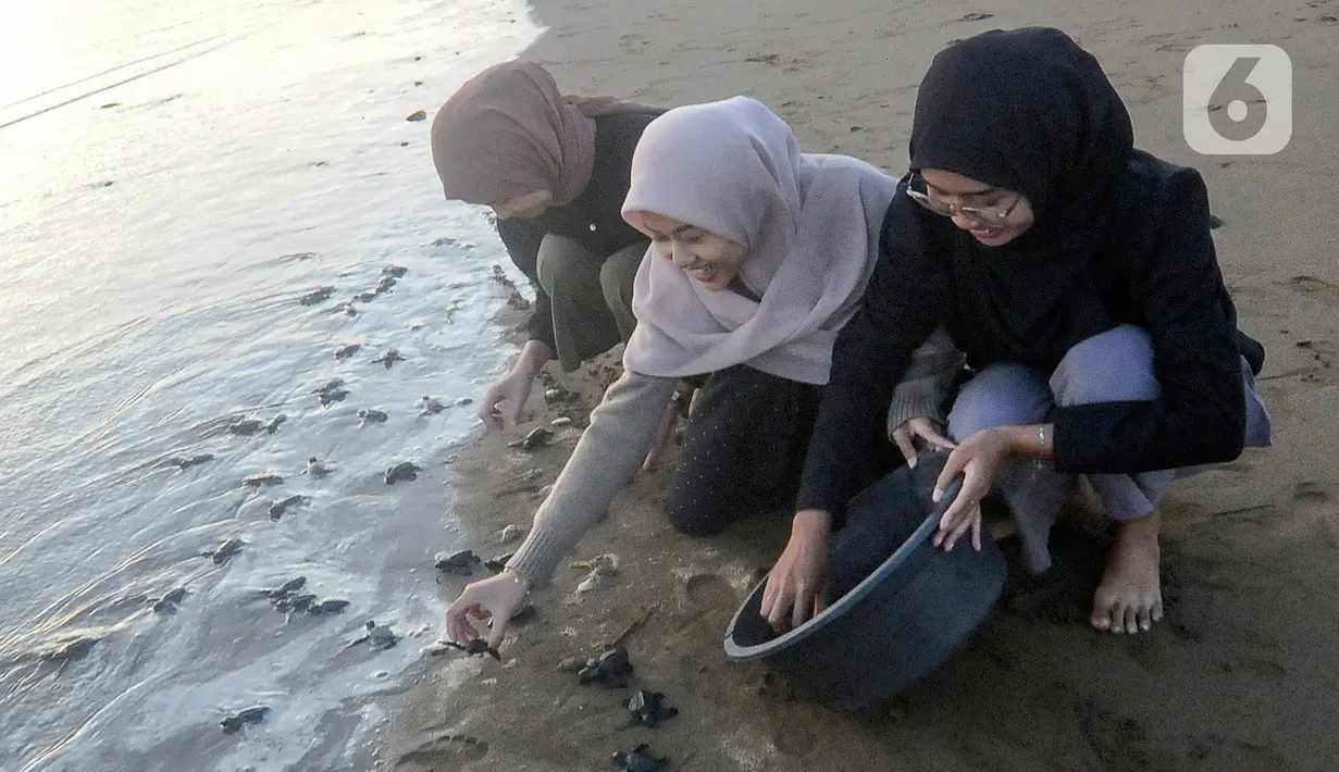 Pada momentum tertentu, para wisatawan juga dapat melihat prosesi pelepasliaran tukik atau anak penyu ke laut. (merdeka.com/Arie Basuki)