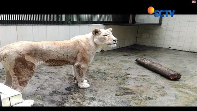 Tarik Minat Wisatawan 7 Singa Putih Hadir Di Taman Safari