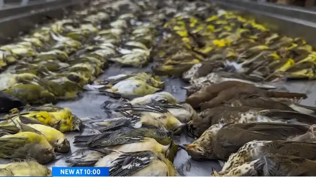 Bangunan Kaca Ini Membunuh Lebih dari 1.000 Burung