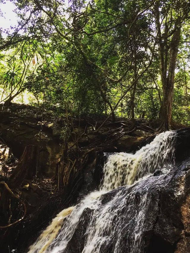 4 Negara dengan Destinasi Hutan di Tengah Kebisingan Kota