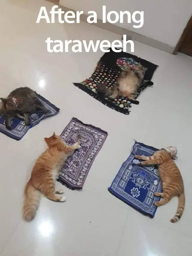 8 Potret Kucing Kalau Ikut Jalani Ramadhan, Ekspresinya Kocak Waktu Sahur
