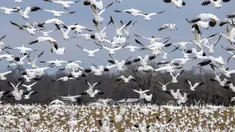 Angsa salju yang sedang bermigrasi terbang di atas sebuah ladang di Centreville, Maryland, pada 30 Januari 2024. (Jim WATSON/AFP)
