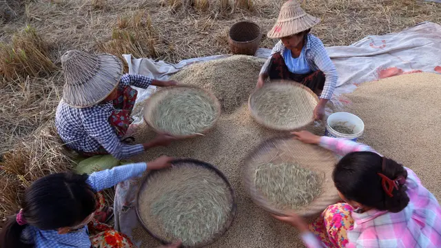 Potret Semangat Petani Padi Myanmar
