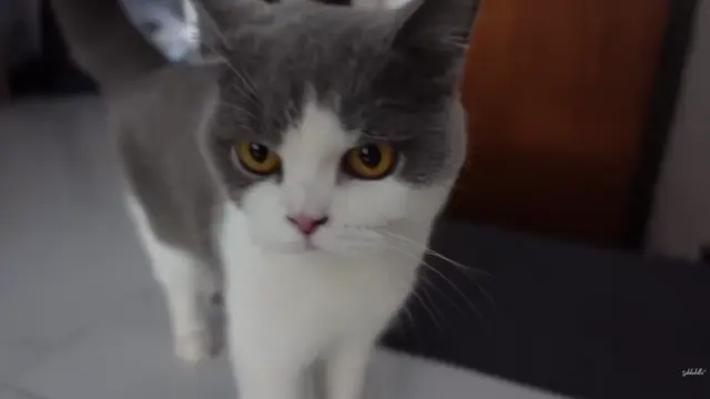 Kucing di Rumah Salshabilla Adriani dan Ibrahim Risyad (Foto: Salshabilla TV)