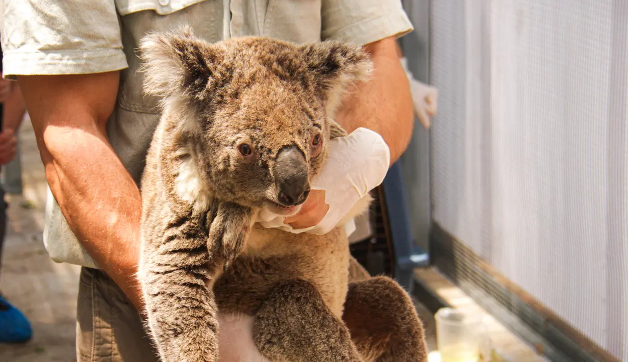 Anggota staf memindahkan koala yang diselamatkan di Kebun Binatang Taronga di Sydney (17/12/2019). Puluhan koala berhasil diselamatkan dari jalur kebakaran hutan hebat di dekat Sydney, Australia. Para penyelamat menyebut ahabitat mereka sebagian besar sudah habis dilalap api. (AFP/Taronga Zoo)