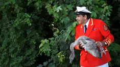Petugas Penanda Angsa dan Pengasuh Angsa (Swan Marker) menangkap seekor angsa dalam Swan Upping di Shepperton, Inggris (18/7). Acara ini merupakan tradisi tahunan untuk menghitung jumlah angsa di Inggris. (REUTERS/Toby Melville)