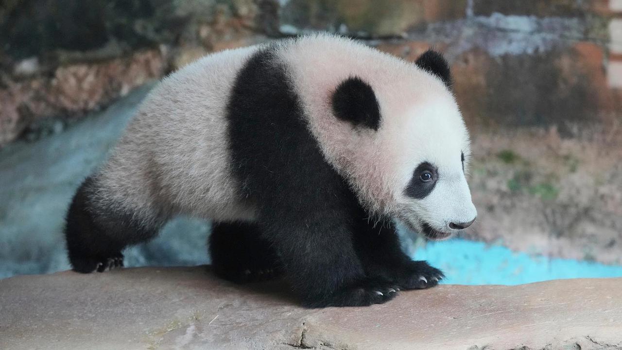 FOTO: Tingkah Lucu Rio Panda Raksasa Kelahiran Indonesia Curi Perhatian Pengunjung