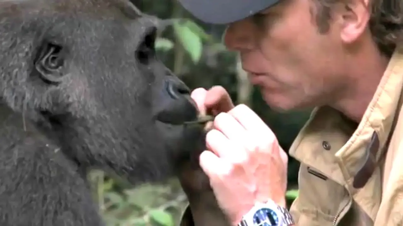 Harunya Pertemuan Kembali Gorilla dan Pengasuhnya 