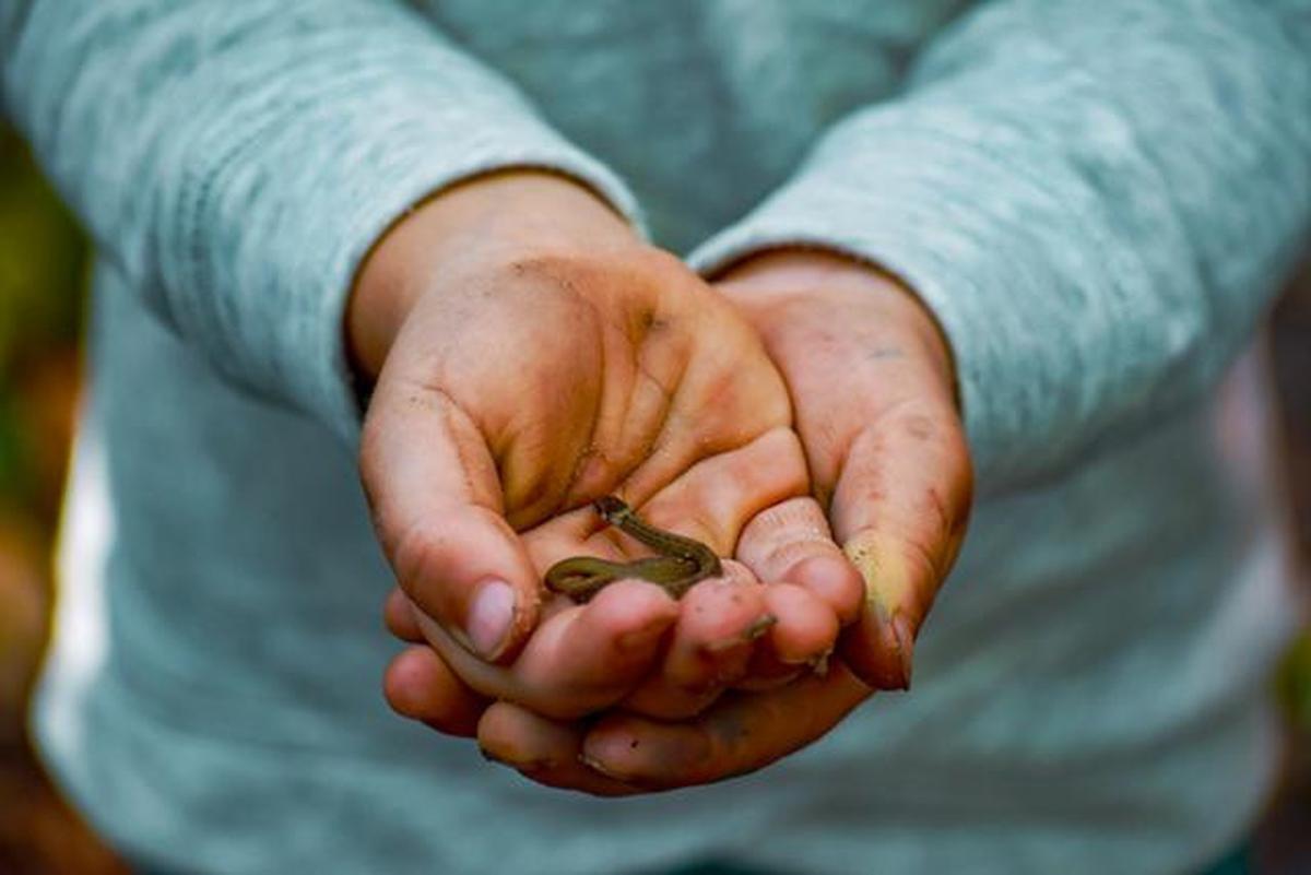 9 Tanda Kehadiran Anakan Ular di Halaman Rumah, Patut Waspada