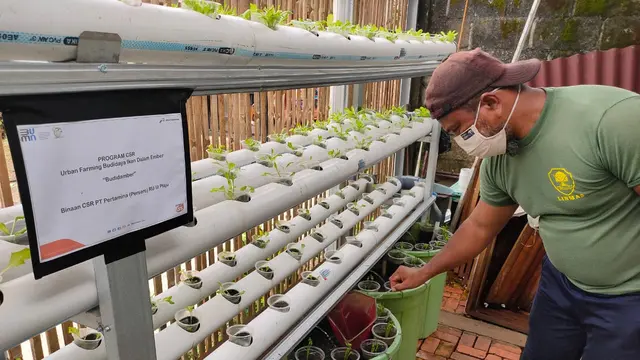 Buah Kesuksesan Urban Farming Hingga Ekonomi Kerakyatan Warga Sumsel