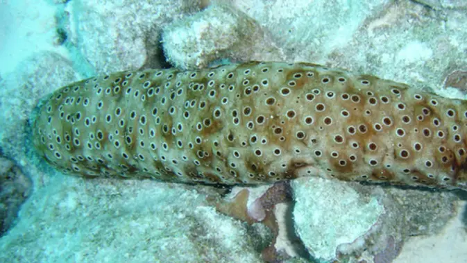 Teripang di laut (Dok/oceanservice.noaa.gov)