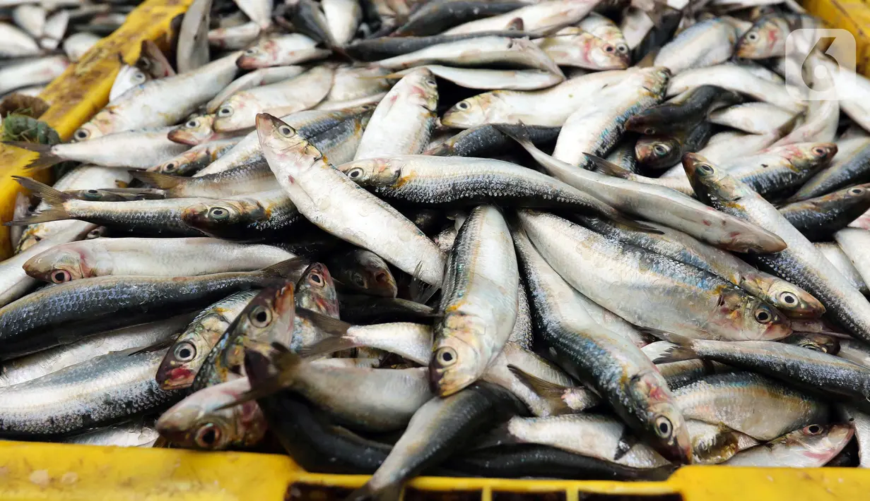Ikan hasil tangkapan nelayan di Pelabuhan Muara Angke, Jakarta, Selasa (27/12/2022). Kementerian Kelautan dan Perikanan (KKP) pada 2023 menargetkan peningkatan nilai ekspor komoditas kelautan dan perikanan hingga mencapai USD 7,6 miliar. (Liputan6.com/Herman Zakharia)