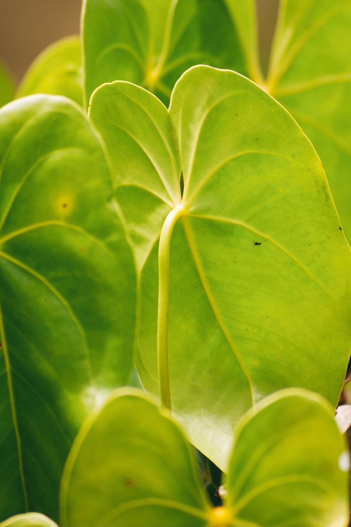 Daun Anthurium Warna Hijau Cerah