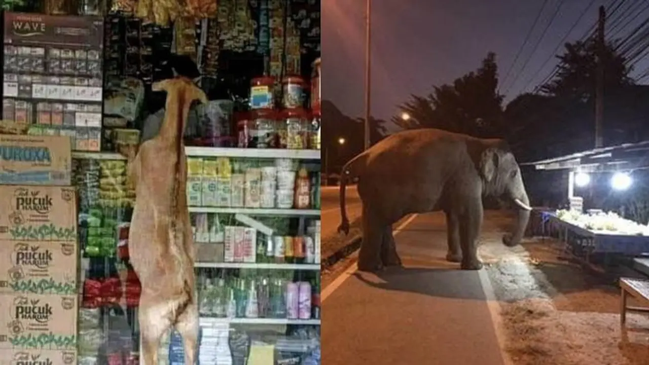 6 Momen Hewan Bak Ingin Belanja di Warung Ini Bikin Penjual Panik