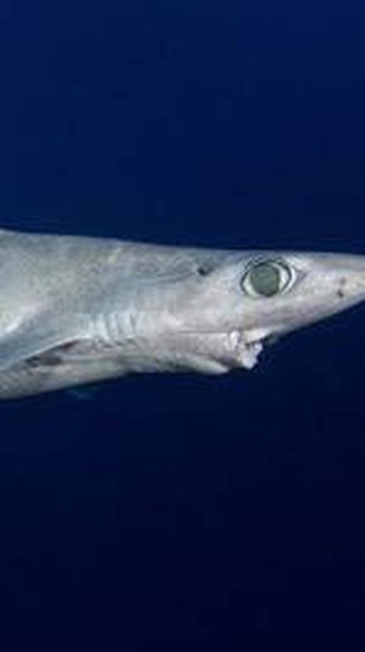 <b>Jenis Hiu Dogfish Portugis</b>
