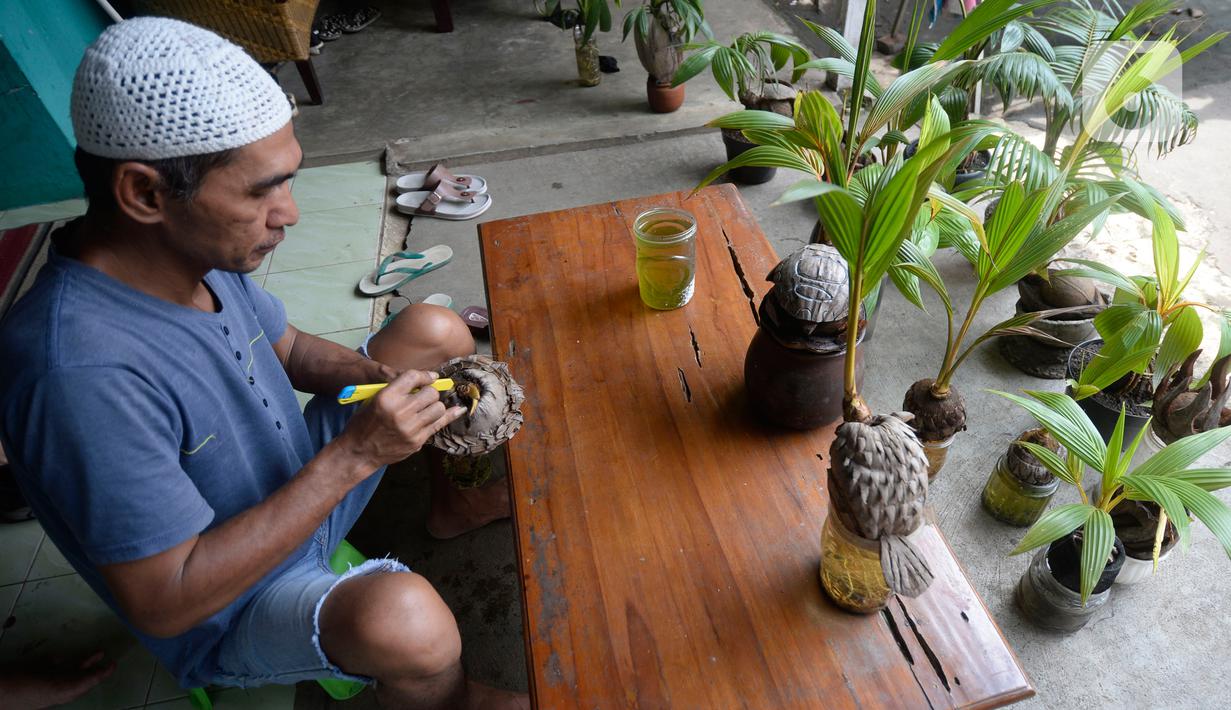 FOTO: Bonsai Kelapa, Tanaman Hias Unik yang Sedang ...