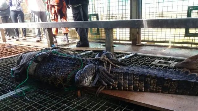 Agar aman, buaya diikat kakinya dan dilakban mulutnya. (Foto: Liputan6.com/BKSDA Jateng/Muhamad Ridlo)