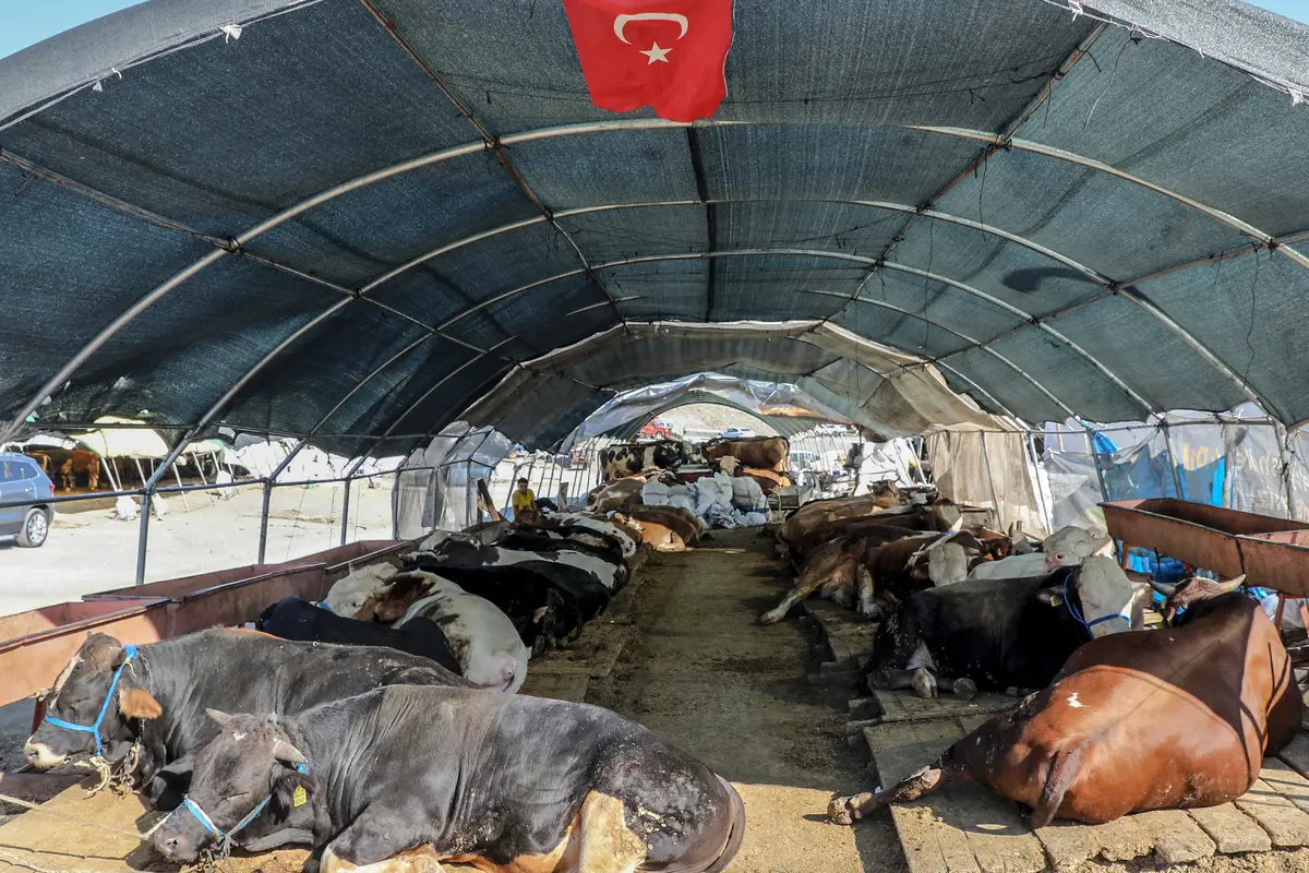 Melihat Pasar Darurat Penjual Hewan Kurban di Turki