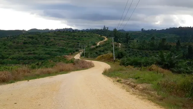 Sawit di Desa Gane, Halmahera