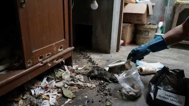 Tanda Ada Sarang Tikus di Dalam Rumah