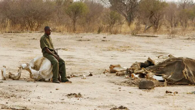 Keracunan Sianida, Puluhan Gajah di Zimbabwe Terbunuh